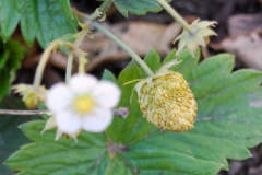 Immature-fruit-of-Wild-strawberry
