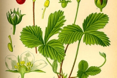 Plant-Illustration-of-Wild-strawberry