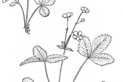 Sketch-of-Wild-strawberry