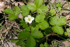 Small-Wild-strawberry-Plant