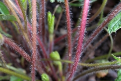 Stem-of-Wild-strawberry-plant
