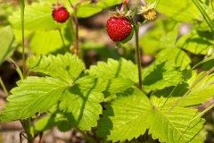 Wild-strawberry-Plant