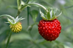 Wild-strawberry-fruit