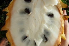 Half-cut-Wild-Sugar-apple