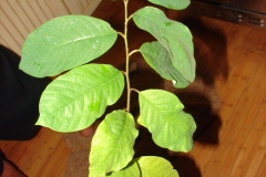 Wild-Sugar-apple-leaves