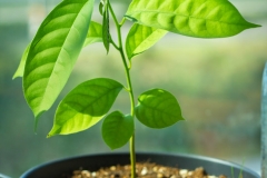 Wild-Sugar-apple-plant