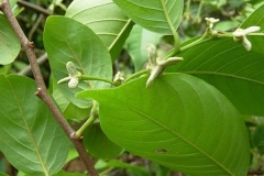 Wild-Sugar-apple-stem
