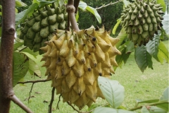 Wild-Sugar-apple