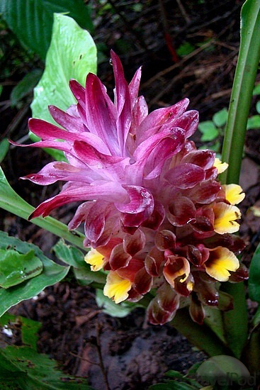 Close-up-flower-of-Wild-turmeric
