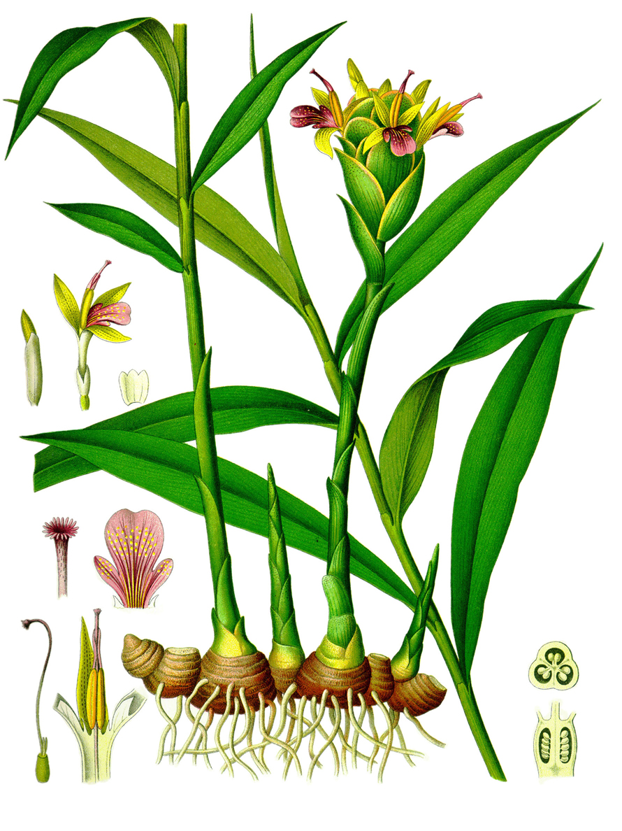 Plant-illustration-of-Wild-turmeric