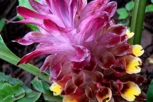 Close-up-flower-of-Wild-turmeric