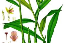 Plant-illustration-of-Wild-turmeric