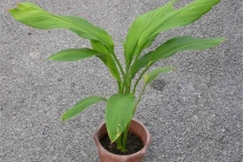 Plant-of-Wild-turmeric
