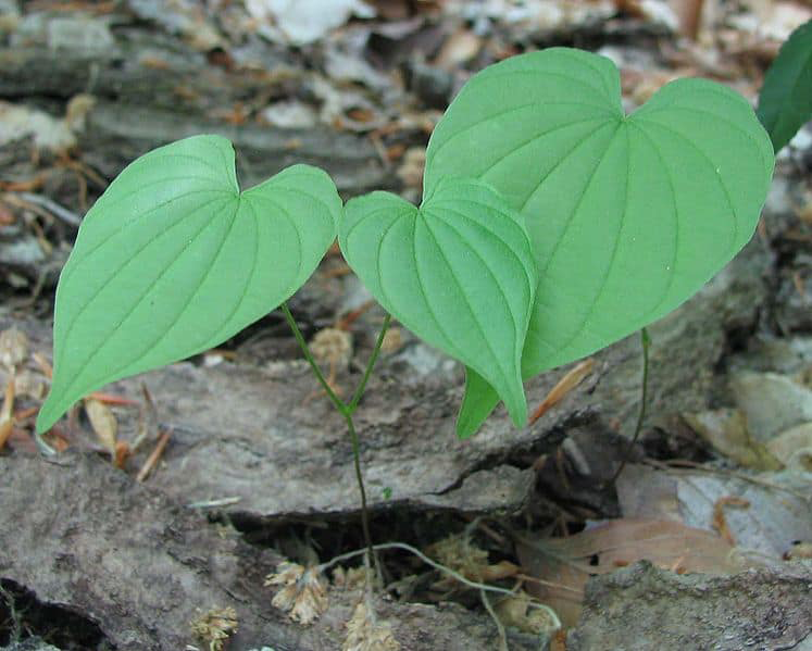 Leaves-of-Wild-Yam