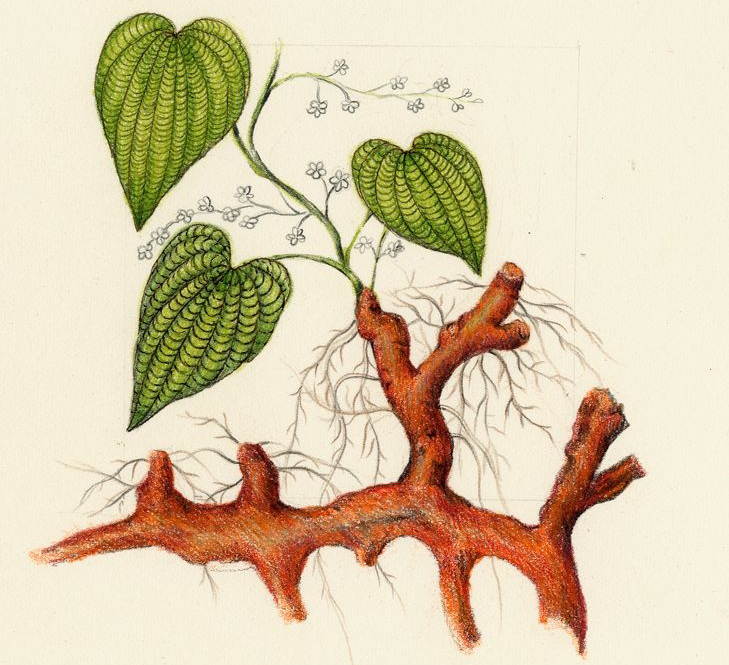 Plant-Illustration-of-Wild-Yam