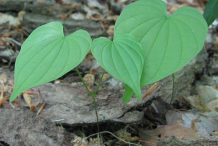 Leaves-of-Wild-Yam