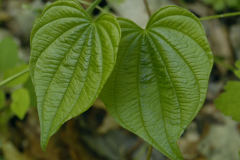 Closer-view-of-leaves-of-Wild-Yam
