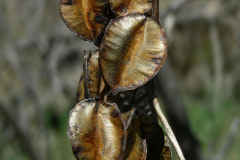 Dried-fruit-of-Wild-Yam