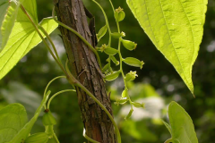 Female-flower-of-Wild-Yam