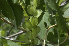 Immature-fruit-of-Wild-Yam