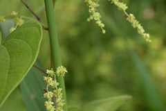 Male-flowers-of-Wild-Yam