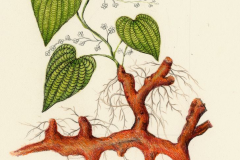 Plant-Illustration-of-Wild-Yam