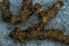 Rhizomes-of-Wild-Yam