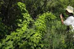 Wild-Yam-Plant-growing-wild