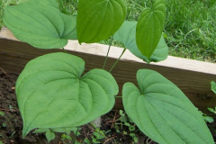 Wild-Yam-Plant
