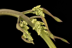 Wild-Yam-inflorescences-in-bud