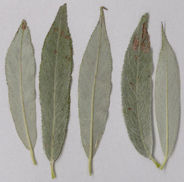 Closer-view-of-Leaves