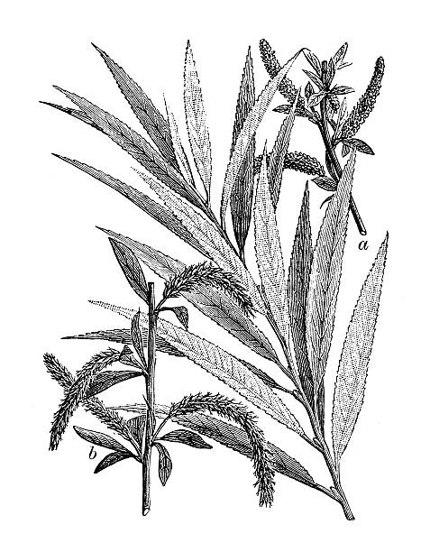 Sketch-of-Willow-plant