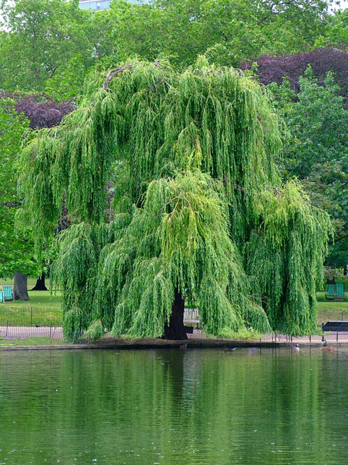 Willow-plant