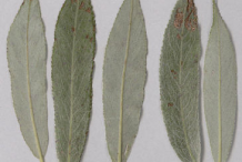 Closer-view-of-Leaves