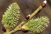 Female-willow-flowers