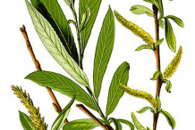 Illustration-of-Willow-plant