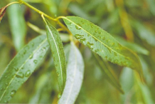 Leaves-of-Willow-Plant