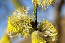 Male-Flower-of-willow-plant