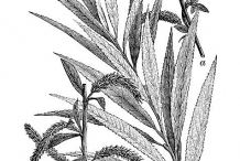 Sketch-of-Willow-plant