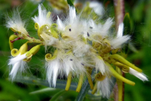 Willow-fruit-capsules
