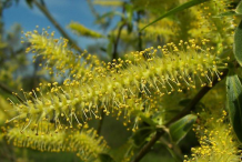 White-willow-flower