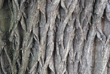 Willow-bark
