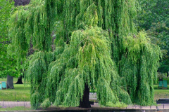 Willow-plant