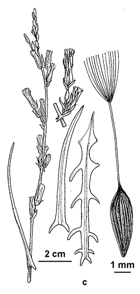 Sketch-of-Willowleaf-lettuce