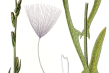 Plant-Illustation-of-Willowleaf-lettuce