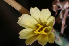 Closer-view-of-flower-of-Willowleaf-lettuce