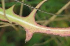 Closer-view-of-leaf-of-Willowleaf-lettuce