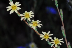 Flower-of-Willowleaf-lettuce