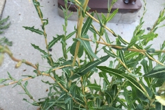 Leaves-of-Willow-leaf-lettuce
