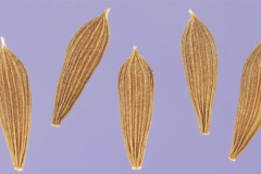 Seeds-of-Willowleaf-lettuce